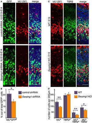 Serping1/C1 Inhibitor Affects Cortical Development in a Cell Autonomous and Non-cell Autonomous Manner